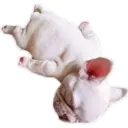 Perritos UwU 21
