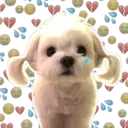 Perritos UwU 2