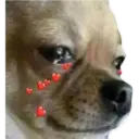 Perritos UwU 1
