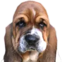 Perritos UwU 9