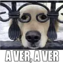 Perritos UwU 15