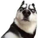 Perritos UwU 22