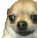 Perritos UwU 10