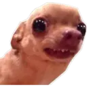 Perritos UwU 23