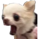 Perritos UwU 7