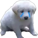 Perritos UwU 29