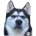 Perritos UwU 25