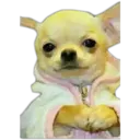 Perritos UwU 8