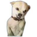 Perritos UwU 18