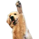 Perritos UwU 17