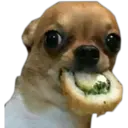Perritos UwU 16