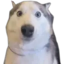 Perritos UwU 11