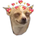 Perritos UwU 20