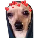 Perritos UwU 6