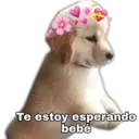 Perritos UwU 12