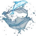 Dolphins Cute 6