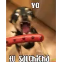 YO COKKI ty salchicha