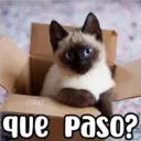 COKKI que paso?