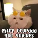COKKI estoy ocupada que quieres