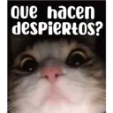 Que hacen despiertos?