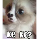 COKKI C ke ke?