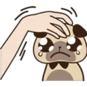 Cute pug 3