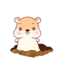 Hámster Cute   Mov 11
