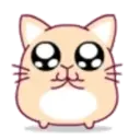 cute hamster 16