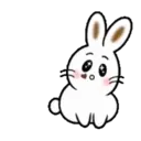 TOKE BunnyMOV 20