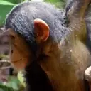 Changuitos  Mov 28