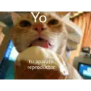 Gatos 7w7 27