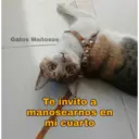 Gatos 7w7 18