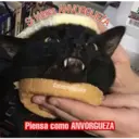 Gatos 7w7 13