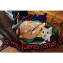 Gatos 7w7 19