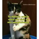Gatos 7w7 8