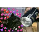 Gatos 7w7 1
