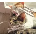 Gatos 7w7 14