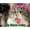 Gatos 7w7 9