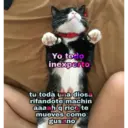 Gatos 7w7 26