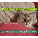Gatos 7w7 2