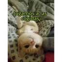 Gatos 7w7 29