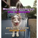 Gatos 7w7 15