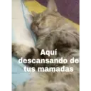 Gatos 7w7 24