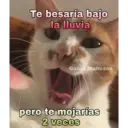 Gatos 7w7 20