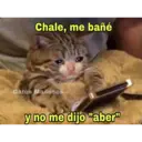 Gatos 7w7 12