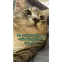 Gatos 7w7 3