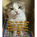 Gatos 7w7 28