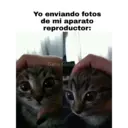 Gatos 7w7 5