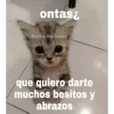 Gatos 7w7 7