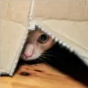Gatos Enojados 2